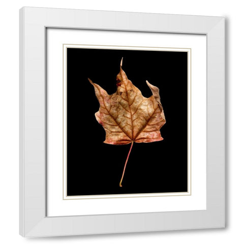 Rustic Leaf 3 White Modern Wood Framed Art Print with Double Matting by Bookbinder, David