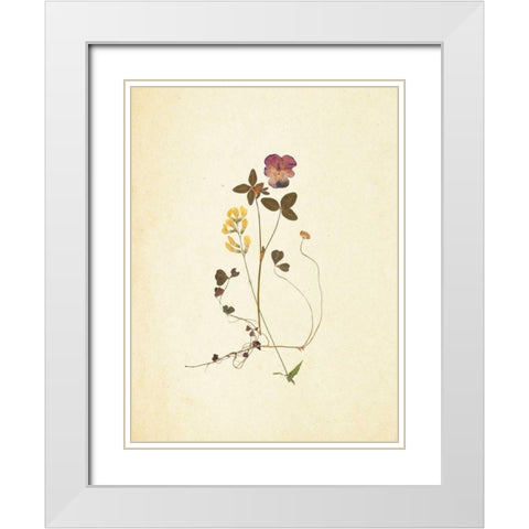French Herbarium 1 White Modern Wood Framed Art Print with Double Matting by Ross, Devon