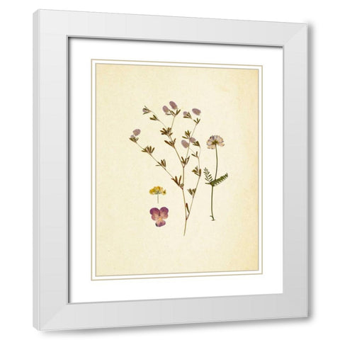 French Herbarium 2 White Modern Wood Framed Art Print with Double Matting by Ross, Devon