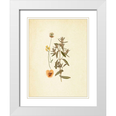 French Herbarium 3 White Modern Wood Framed Art Print with Double Matting by Ross, Devon