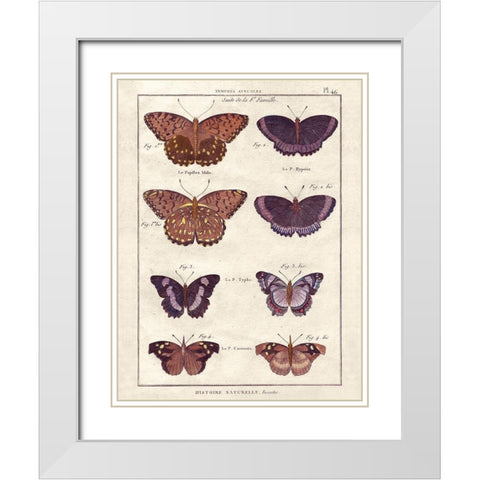 Histoire Naturelle 1 White Modern Wood Framed Art Print with Double Matting by Wesley, Terrence