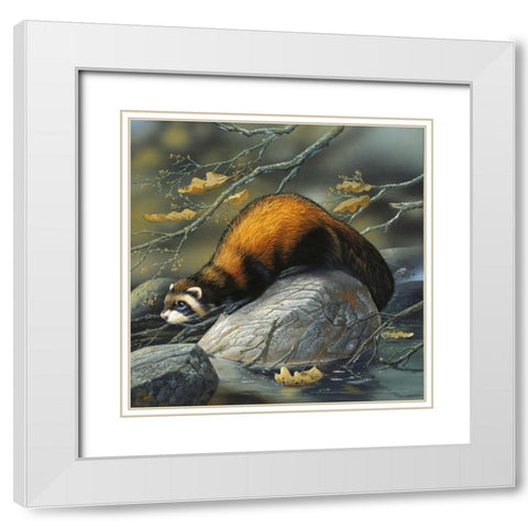 Beaver on a rock White Modern Wood Framed Art Print with Double Matting by Weenink, Jan