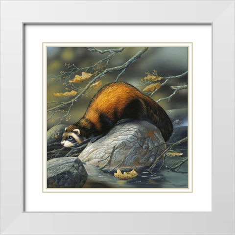Beaver on a rock White Modern Wood Framed Art Print with Double Matting by Weenink, Jan