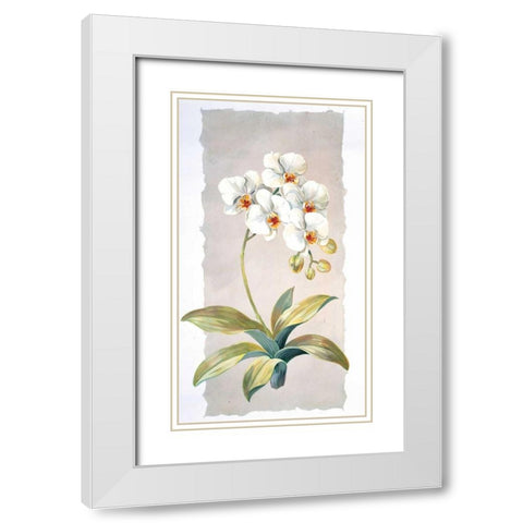 Orchid White Modern Wood Framed Art Print with Double Matting by Kumorek, Krysztov