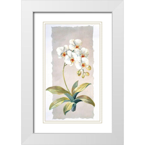 Orchid White Modern Wood Framed Art Print with Double Matting by Kumorek, Krysztov