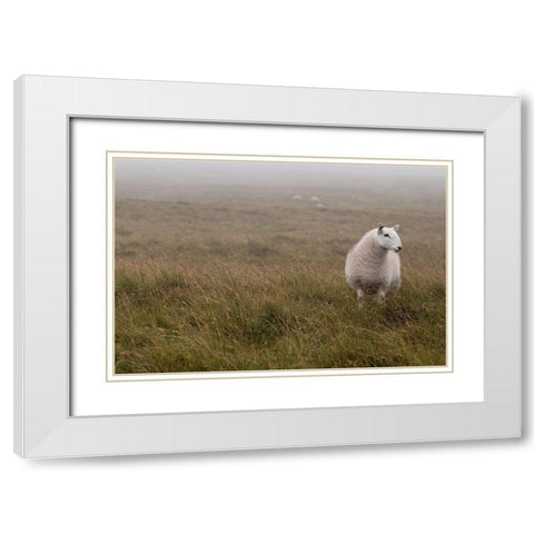 A Sheep standing on grass in mist White Modern Wood Framed Art Print with Double Matting by Frank, Assaf