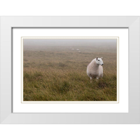 A Sheep standing on grass in mist White Modern Wood Framed Art Print with Double Matting by Frank, Assaf