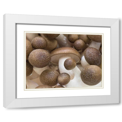 Close-up of mushrooms White Modern Wood Framed Art Print with Double Matting by Frank, Assaf