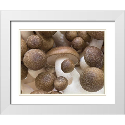 Close-up of mushrooms White Modern Wood Framed Art Print with Double Matting by Frank, Assaf