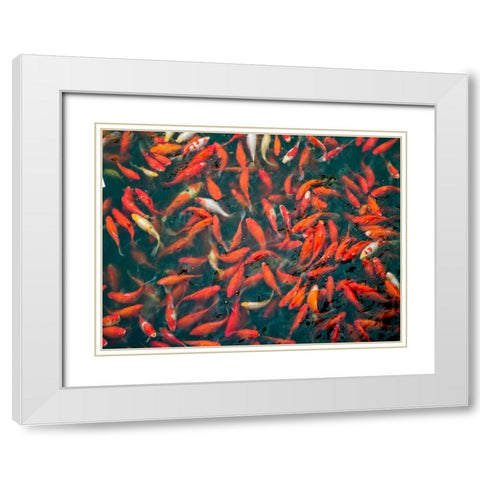 Goldfish gathering at surface, close-up White Modern Wood Framed Art Print with Double Matting by Frank, Assaf