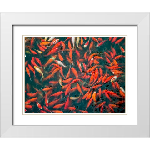 Goldfish gathering at surface, close-up White Modern Wood Framed Art Print with Double Matting by Frank, Assaf