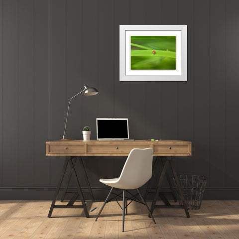 Ladybug on leaf White Modern Wood Framed Art Print with Double Matting by Frank, Assaf