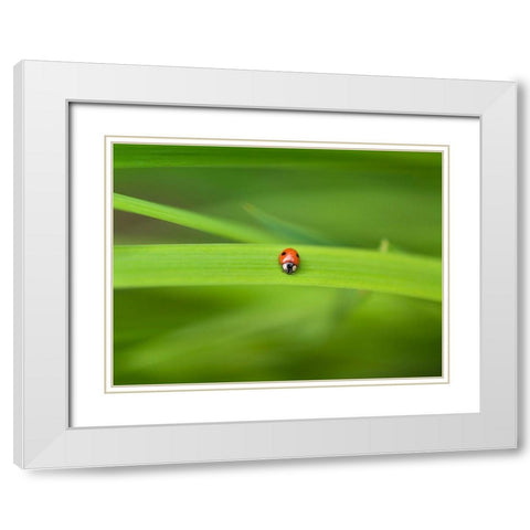 Ladybug on leaf White Modern Wood Framed Art Print with Double Matting by Frank, Assaf