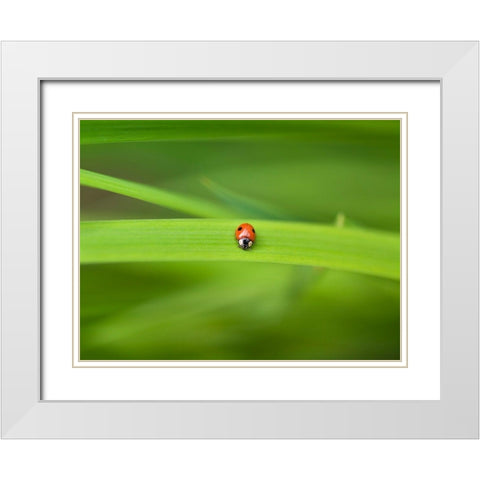Ladybug on leaf White Modern Wood Framed Art Print with Double Matting by Frank, Assaf
