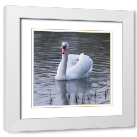 A Swan in a Lake White Modern Wood Framed Art Print with Double Matting by Frank, Assaf