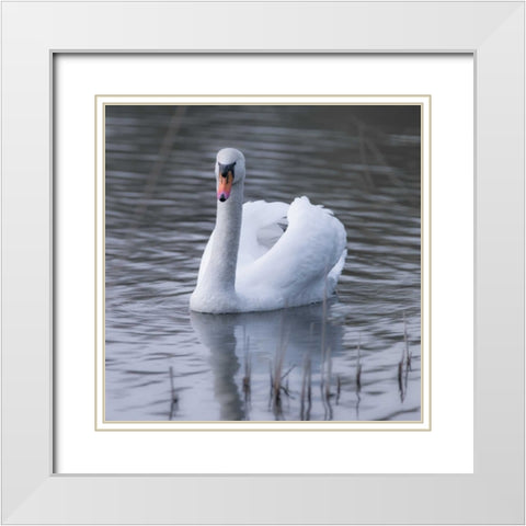 A Swan in a Lake White Modern Wood Framed Art Print with Double Matting by Frank, Assaf