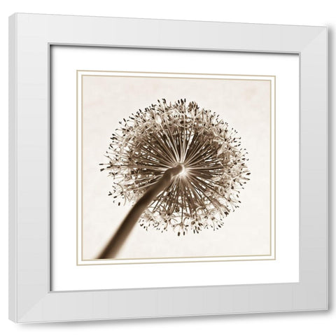Allium flower, close-up White Modern Wood Framed Art Print with Double Matting by Frank, Assaf