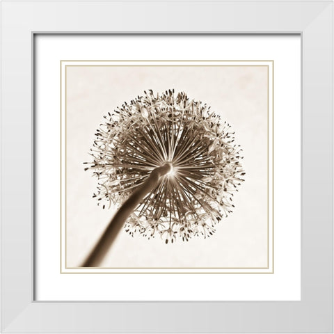 Allium flower, close-up White Modern Wood Framed Art Print with Double Matting by Frank, Assaf