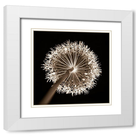 Purple allium flower, close-up (Sepia) White Modern Wood Framed Art Print with Double Matting by Frank, Assaf