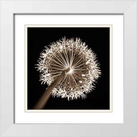 Purple allium flower, close-up (Sepia) White Modern Wood Framed Art Print with Double Matting by Frank, Assaf