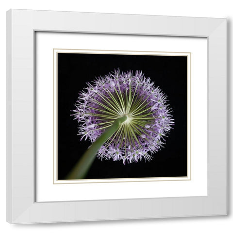 Purple allium flower-close-up White Modern Wood Framed Art Print with Double Matting by Frank, Assaf
