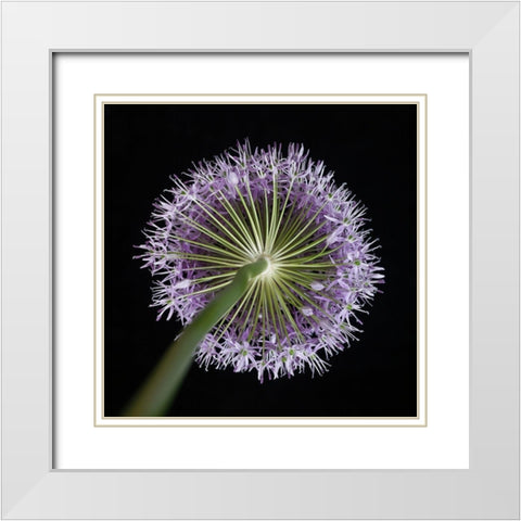 Purple allium flower-close-up White Modern Wood Framed Art Print with Double Matting by Frank, Assaf