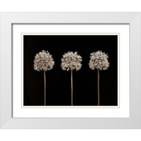 Allium flowers White Modern Wood Framed Art Print with Double Matting by Frank, Assaf