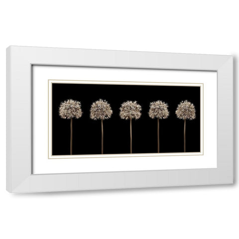 Three puple allium flowers in a row-close-up White Modern Wood Framed Art Print with Double Matting by Frank, Assaf