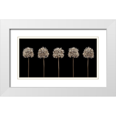 Three puple allium flowers in a row-close-up White Modern Wood Framed Art Print with Double Matting by Frank, Assaf