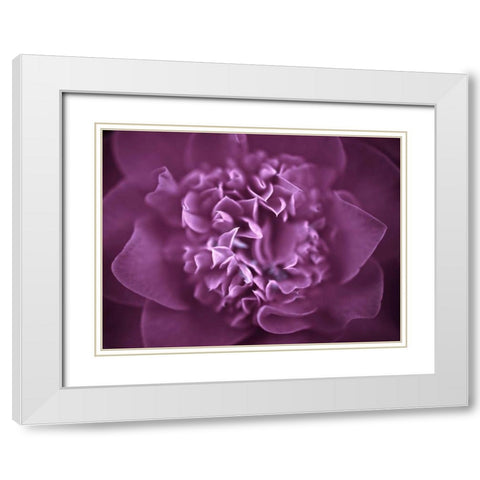Camellia Flower (Camellia japonica), close-up White Modern Wood Framed Art Print with Double Matting by Frank, Assaf