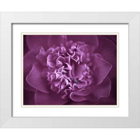 Camellia Flower (Camellia japonica), close-up White Modern Wood Framed Art Print with Double Matting by Frank, Assaf
