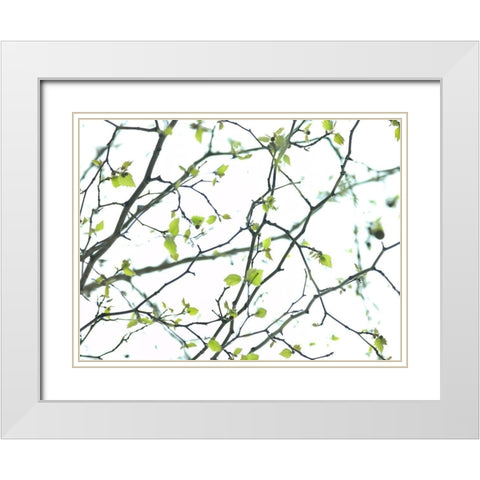 Tree branches White Modern Wood Framed Art Print with Double Matting by Frank, Assaf