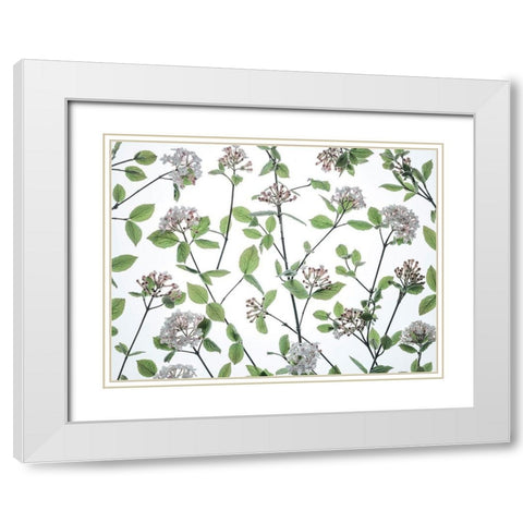 Viburnum Juddii flowers White Modern Wood Framed Art Print with Double Matting by Frank, Assaf