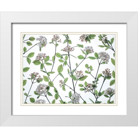 Viburnum Juddii flowers White Modern Wood Framed Art Print with Double Matting by Frank, Assaf