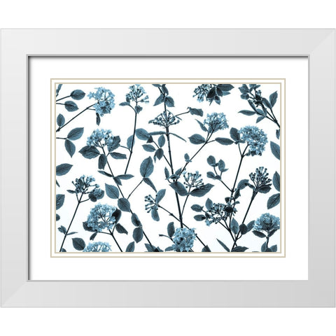 Viburnum Juddii flowers White Modern Wood Framed Art Print with Double Matting by Frank, Assaf