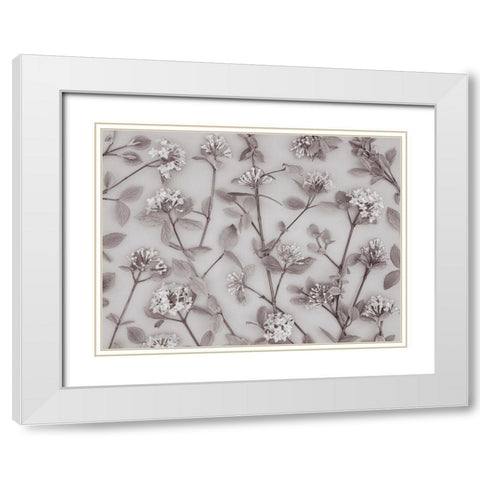 Viburnum Juddii flowers White Modern Wood Framed Art Print with Double Matting by Frank, Assaf