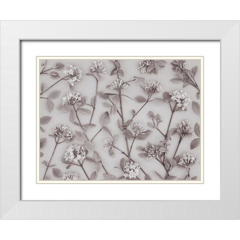Viburnum Juddii flowers White Modern Wood Framed Art Print with Double Matting by Frank, Assaf