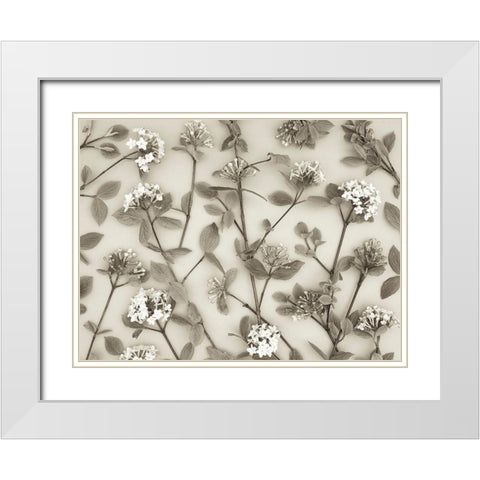 Viburnum Juddii flowers White Modern Wood Framed Art Print with Double Matting by Frank, Assaf