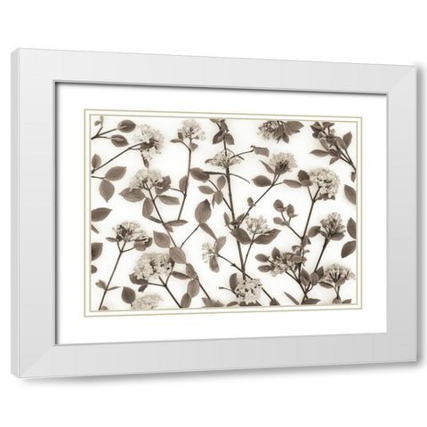 Viburnum Juddii flowers White Modern Wood Framed Art Print with Double Matting by Frank, Assaf