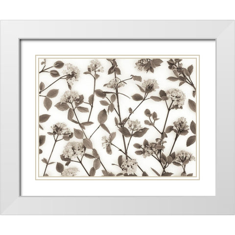 Viburnum Juddii flowers White Modern Wood Framed Art Print with Double Matting by Frank, Assaf