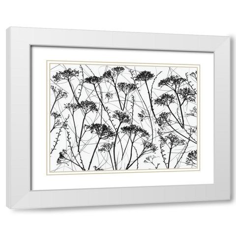 Silhouette of dried plants White Modern Wood Framed Art Print with Double Matting by Frank, Assaf