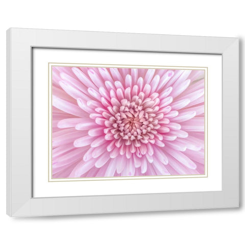 Close-up of Chrysanthemum flower, full frame White Modern Wood Framed Art Print with Double Matting by Frank, Assaf