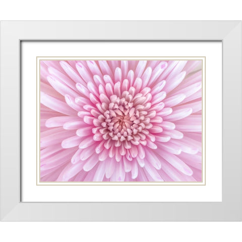 Close-up of Chrysanthemum flower, full frame White Modern Wood Framed Art Print with Double Matting by Frank, Assaf