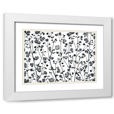 Columbine Aquilegia flowers White Modern Wood Framed Art Print with Double Matting by Frank, Assaf