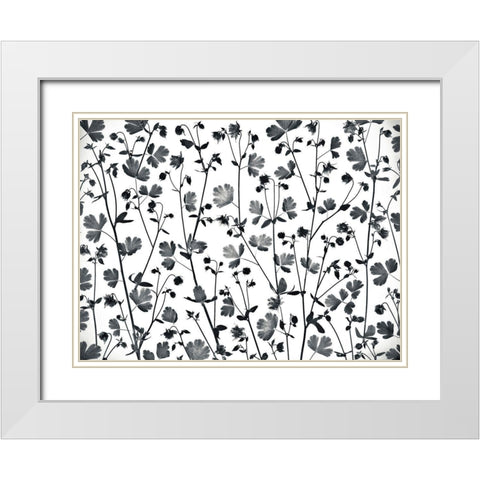 Columbine Aquilegia flowers White Modern Wood Framed Art Print with Double Matting by Frank, Assaf