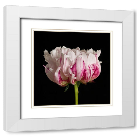 White pink Peony flower-close-up White Modern Wood Framed Art Print with Double Matting by Frank, Assaf