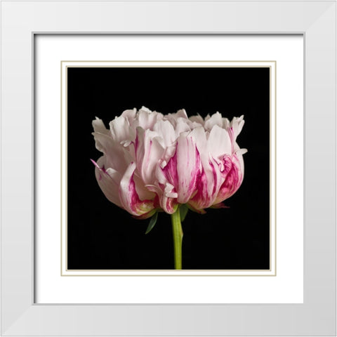 White pink Peony flower-close-up White Modern Wood Framed Art Print with Double Matting by Frank, Assaf