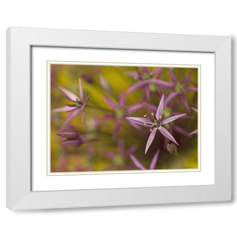 Purple allium flower-close-up White Modern Wood Framed Art Print with Double Matting by Frank, Assaf