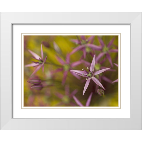 Purple allium flower-close-up White Modern Wood Framed Art Print with Double Matting by Frank, Assaf