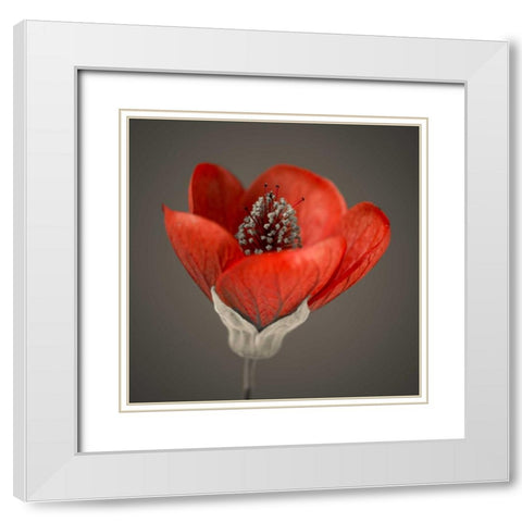 Close-up of red abutilon nabob White Modern Wood Framed Art Print with Double Matting by Frank, Assaf